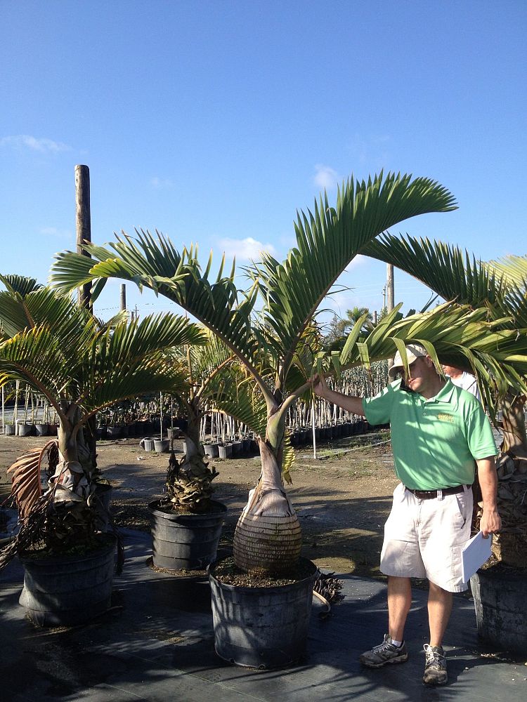 hyophorbe-lagenicaulis-bottle-palm