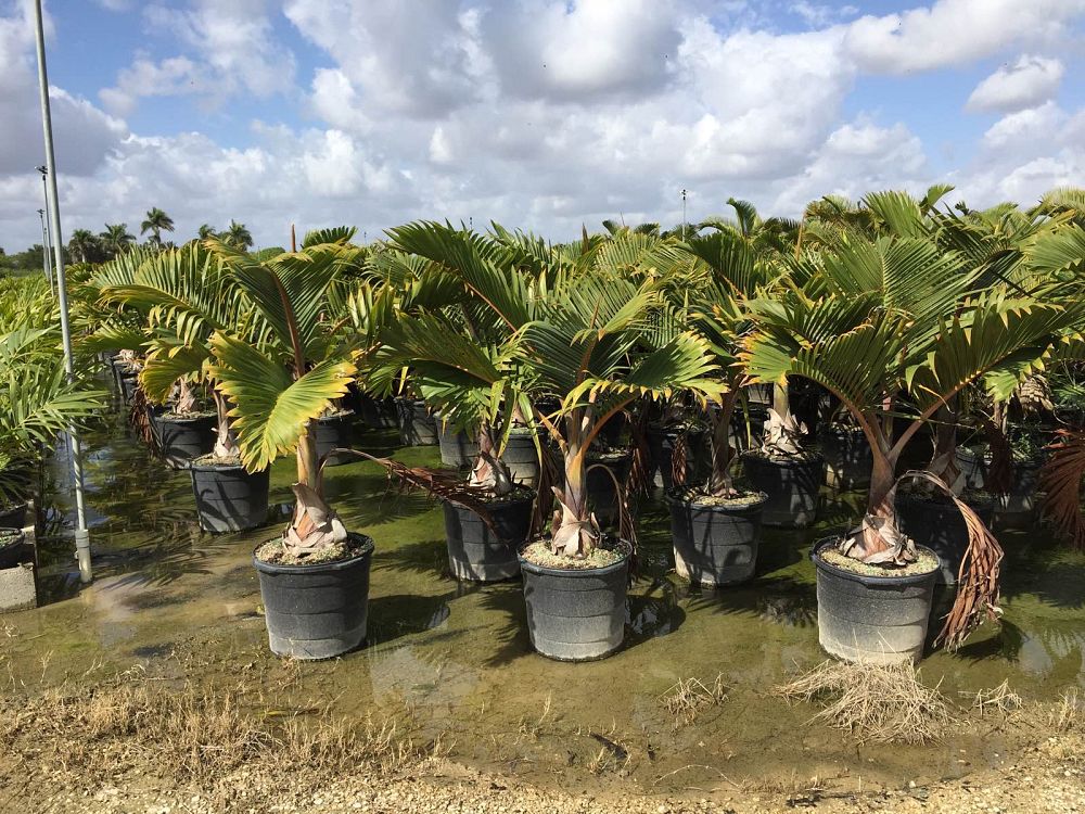 hyophorbe-lagenicaulis-bottle-palm