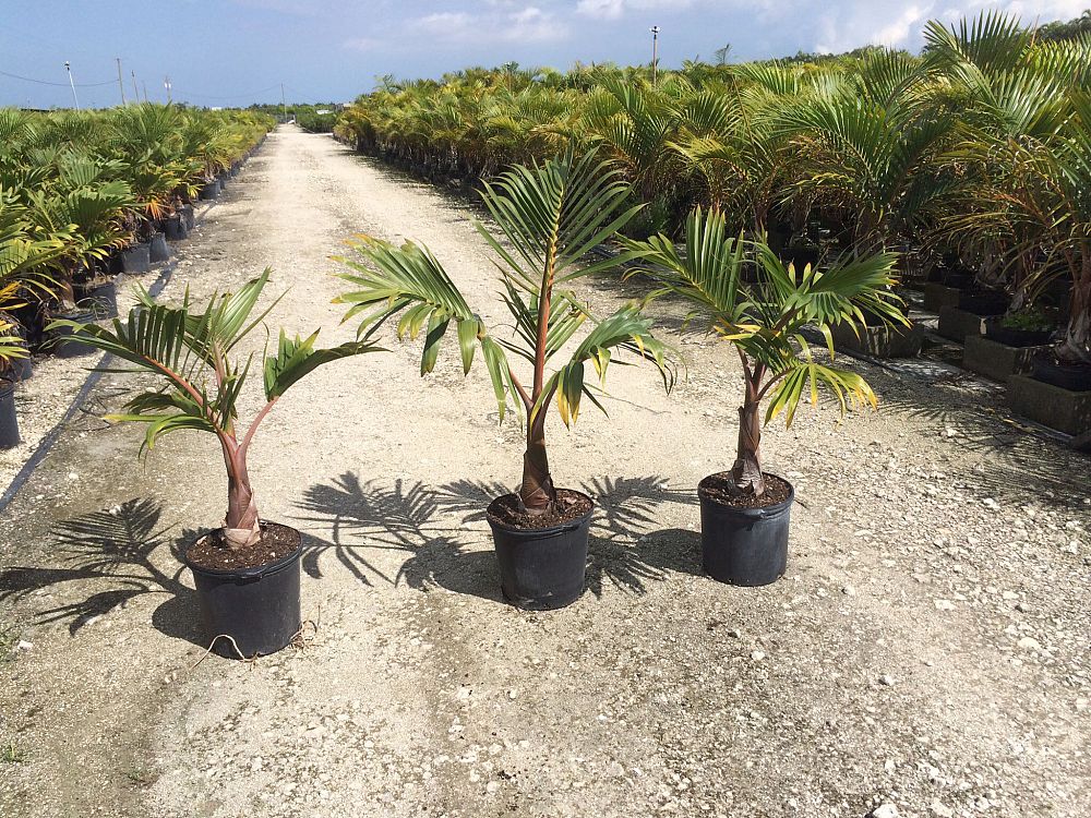 hyophorbe-lagenicaulis-bottle-palm