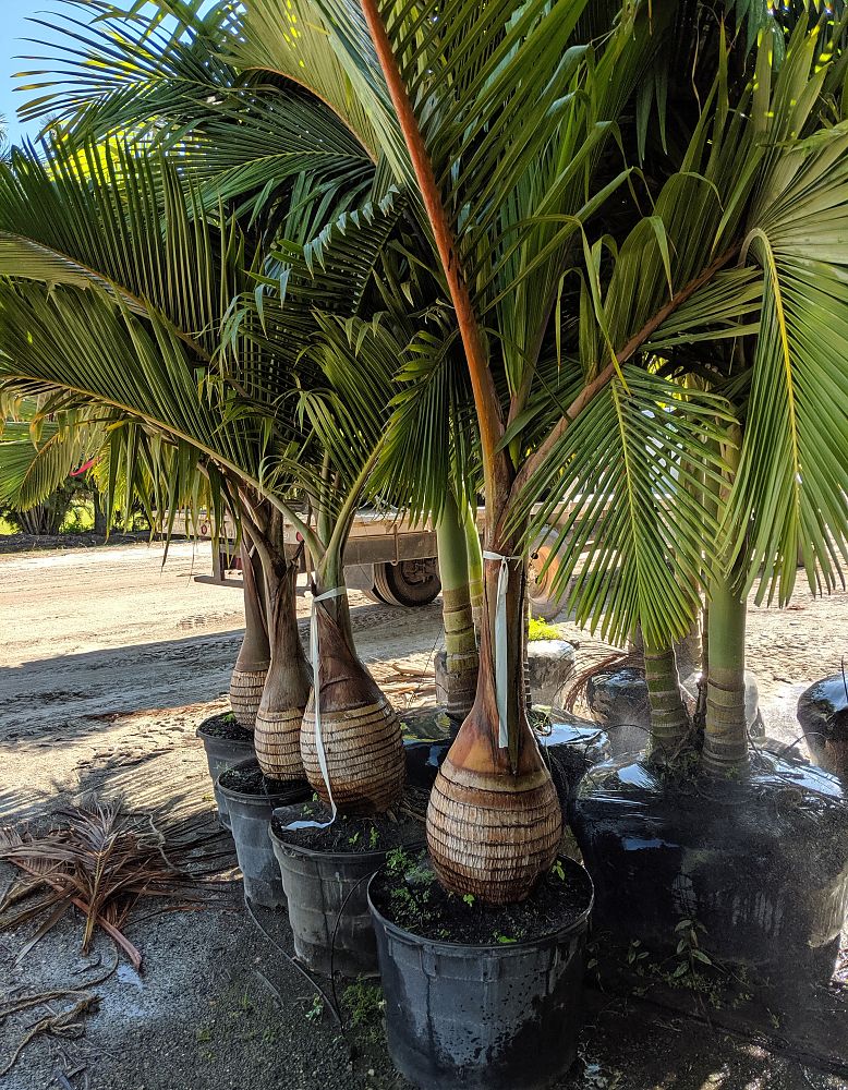 hyophorbe-lagenicaulis-bottle-palm