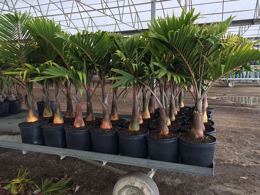 hyophorbe-lagenicaulis-bottle-palm