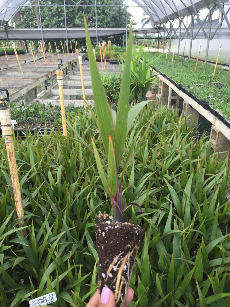 hyophorbe-lagenicaulis-bottle-palm