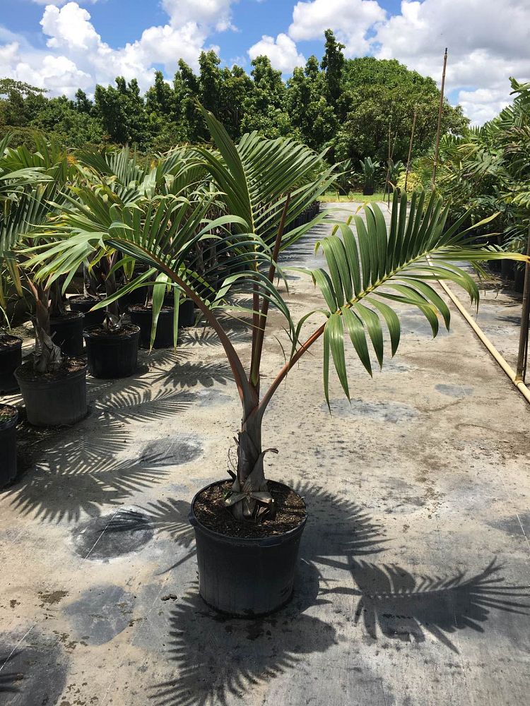hyophorbe-lagenicaulis-bottle-palm