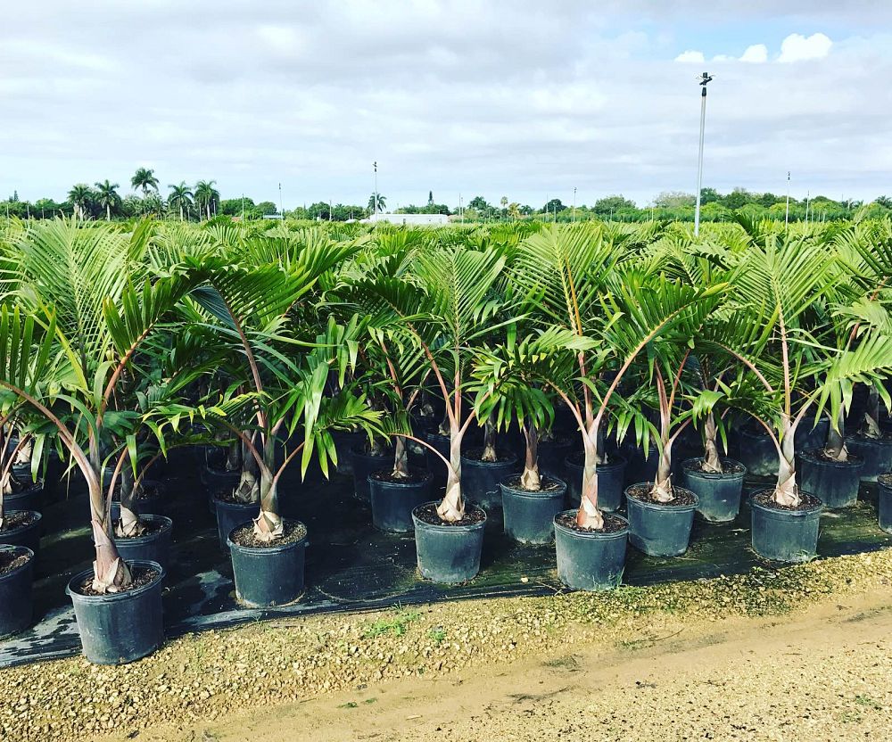 hyophorbe-lagenicaulis-bottle-palm