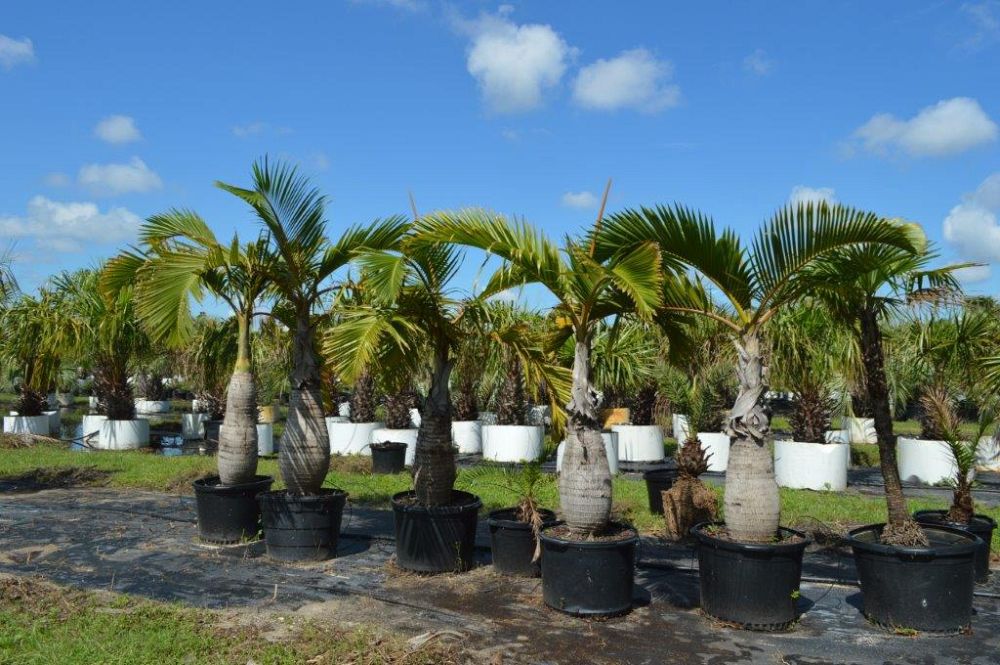 hyophorbe-lagenicaulis-bottle-palm
