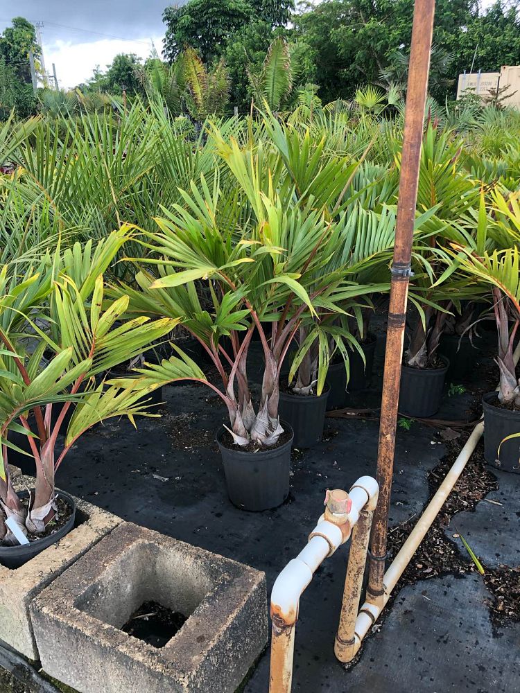 hyophorbe-lagenicaulis-bottle-palm
