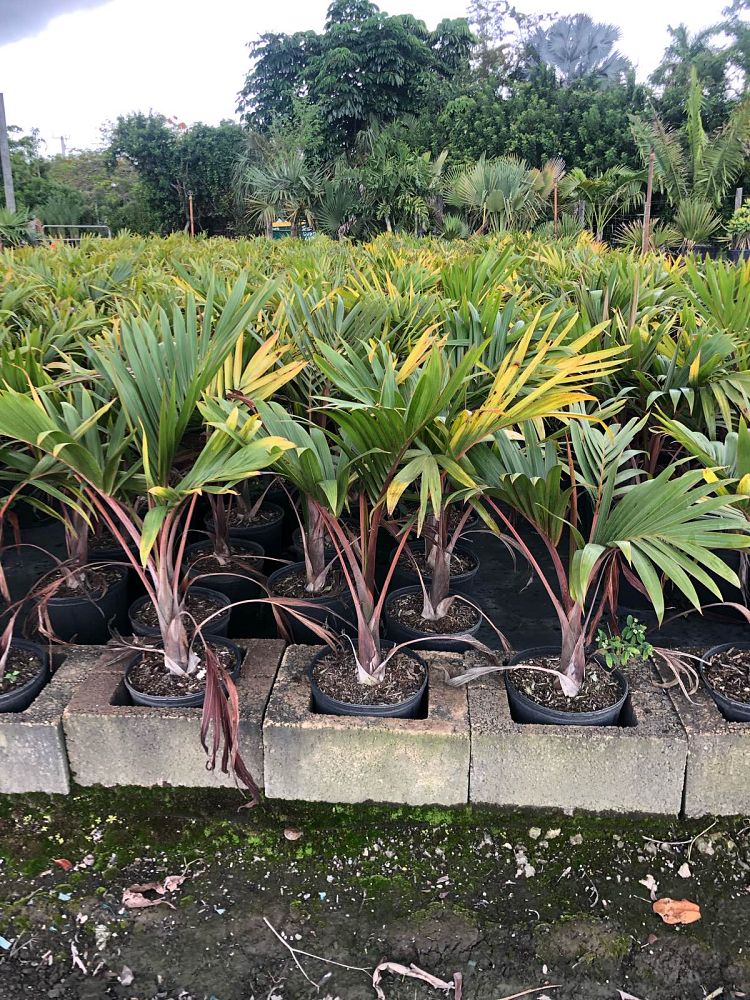 hyophorbe-lagenicaulis-bottle-palm