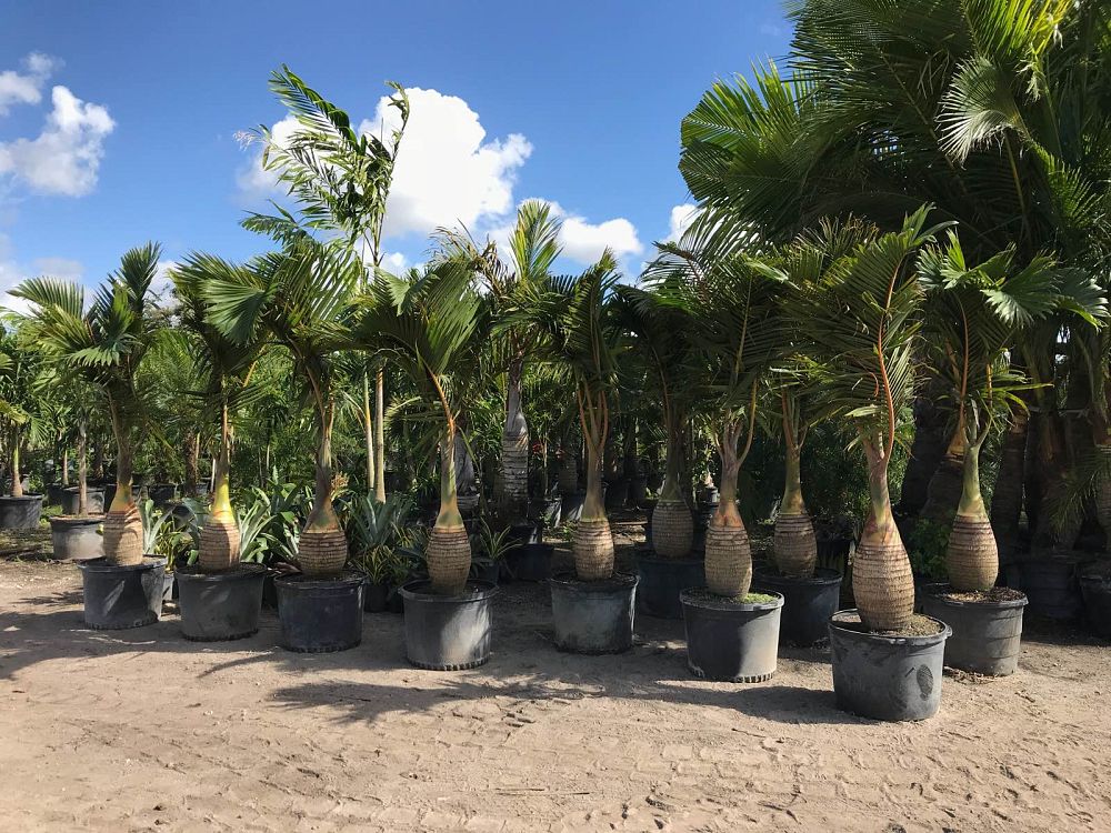 hyophorbe-lagenicaulis-bottle-palm