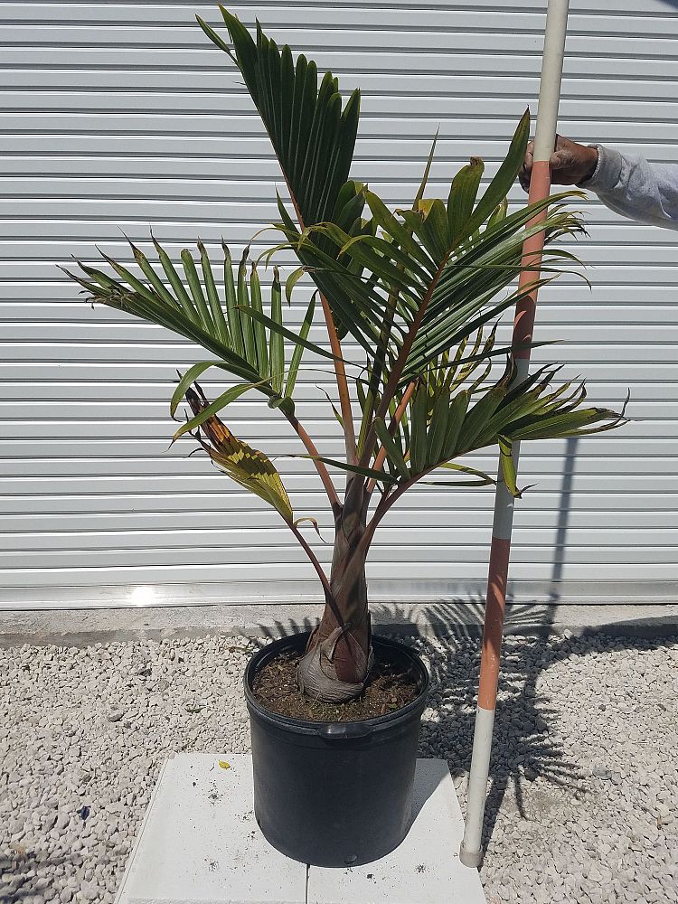 hyophorbe-lagenicaulis-bottle-palm
