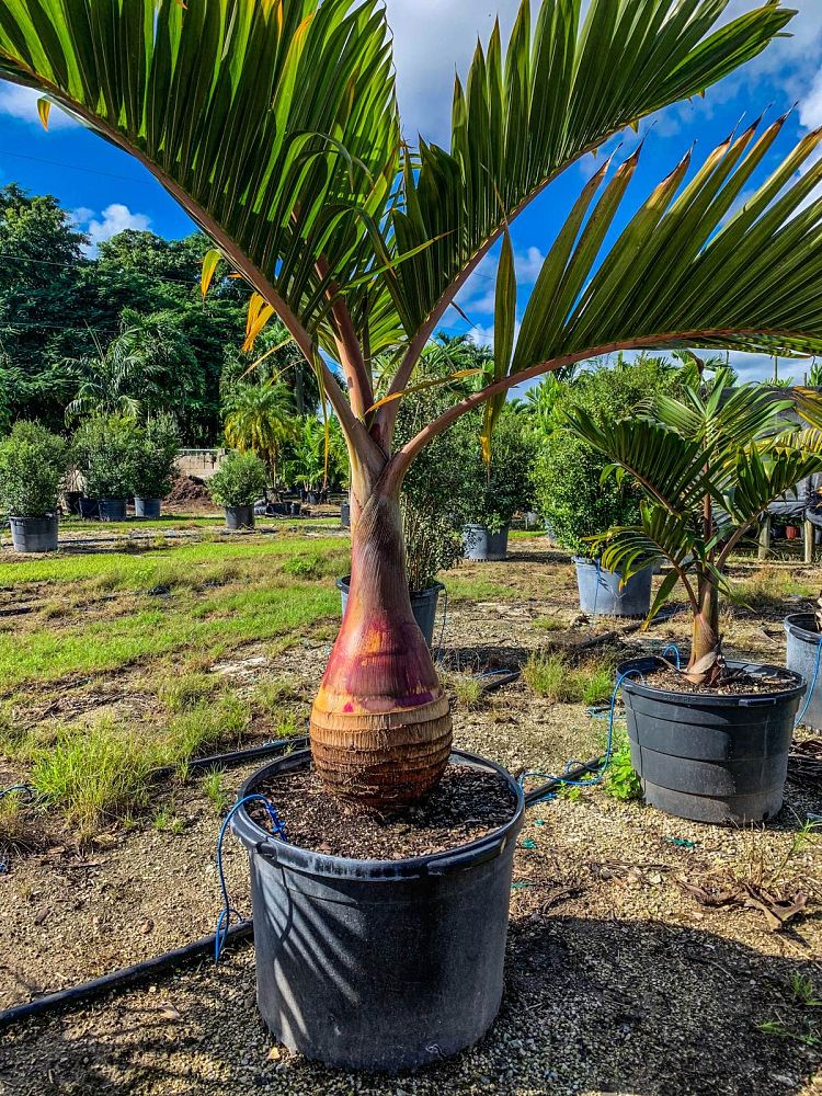 hyophorbe-lagenicaulis-bottle-palm