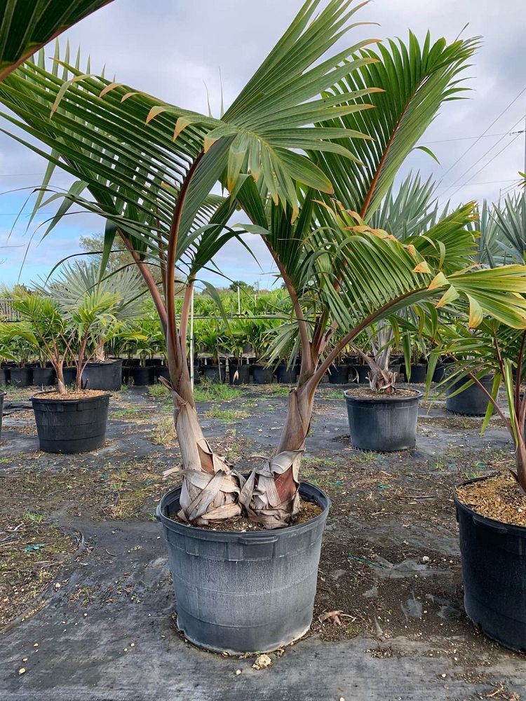 hyophorbe-lagenicaulis-bottle-palm