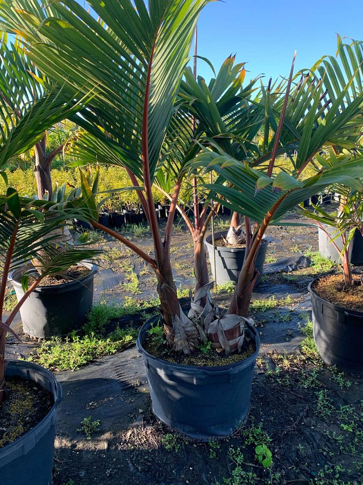 hyophorbe-lagenicaulis-bottle-palm