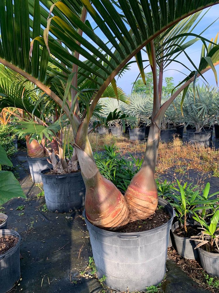 hyophorbe-lagenicaulis-bottle-palm