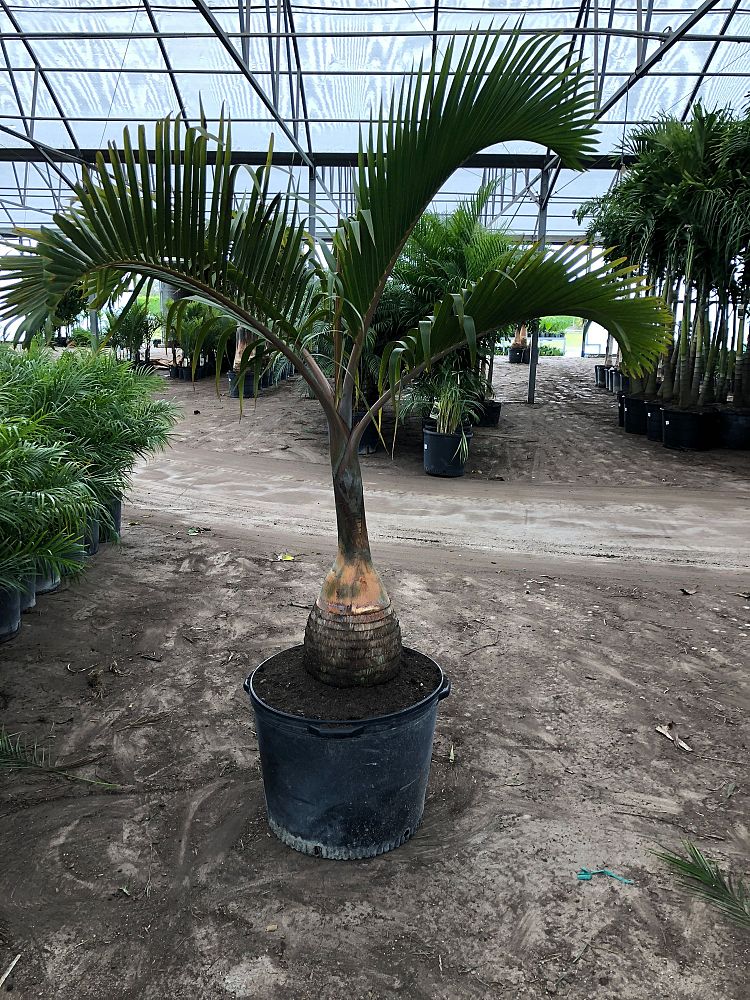 hyophorbe-lagenicaulis-bottle-palm