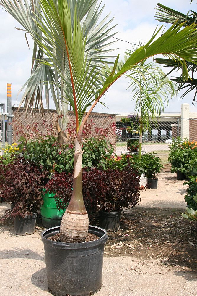 hyophorbe-lagenicaulis-bottle-palm