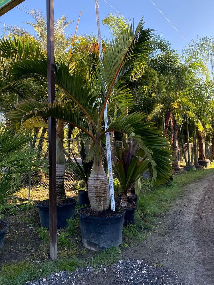 hyophorbe-lagenicaulis-bottle-palm