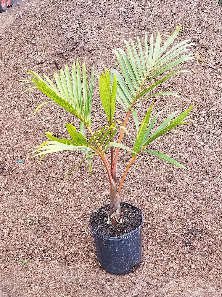 hyophorbe-lagenicaulis-bottle-palm