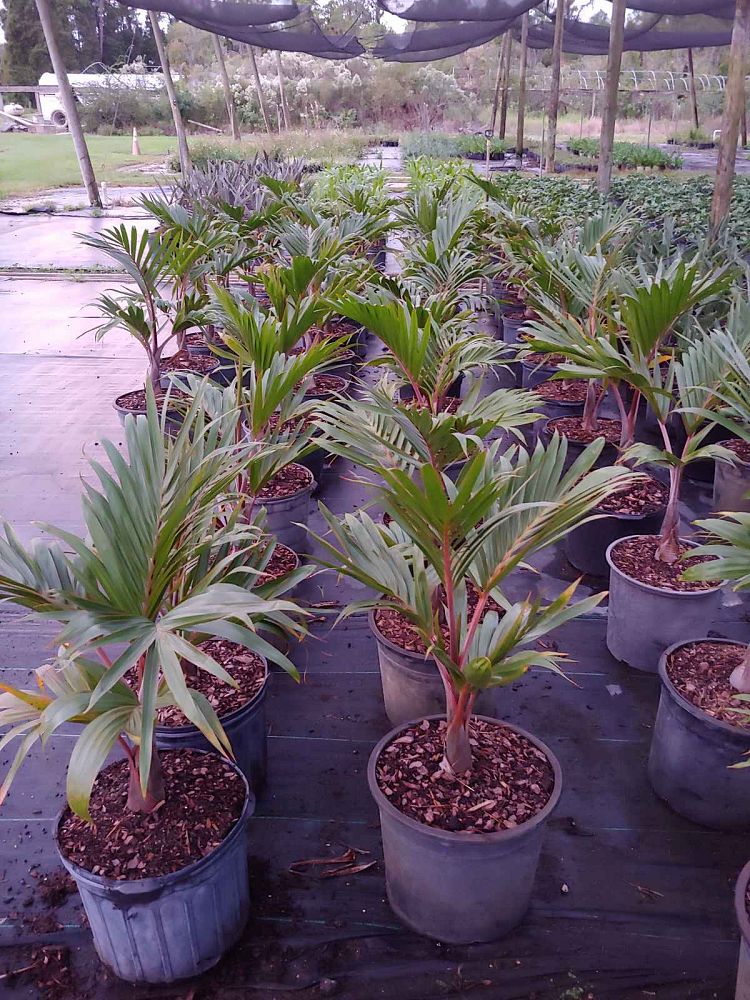 hyophorbe-lagenicaulis-bottle-palm