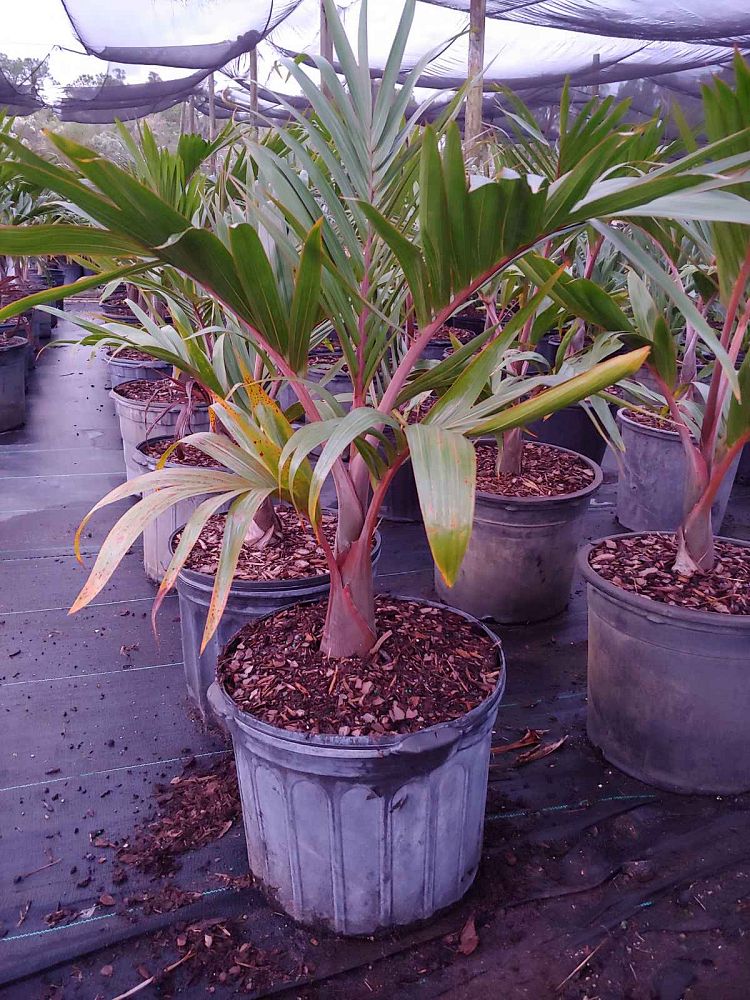 hyophorbe-lagenicaulis-bottle-palm