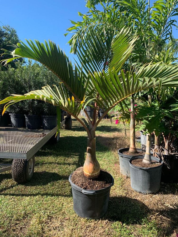 hyophorbe-lagenicaulis-bottle-palm