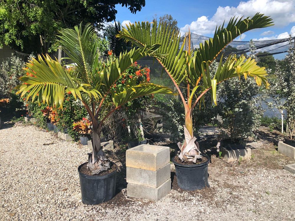hyophorbe-lagenicaulis-bottle-palm