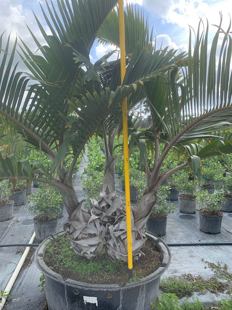 hyophorbe-lagenicaulis-bottle-palm