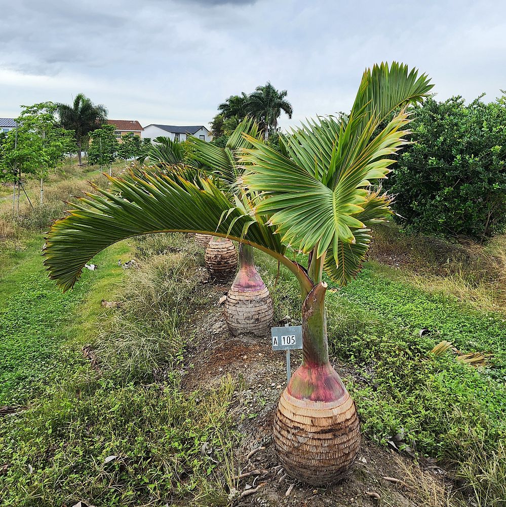 hyophorbe-lagenicaulis-bottle-palm