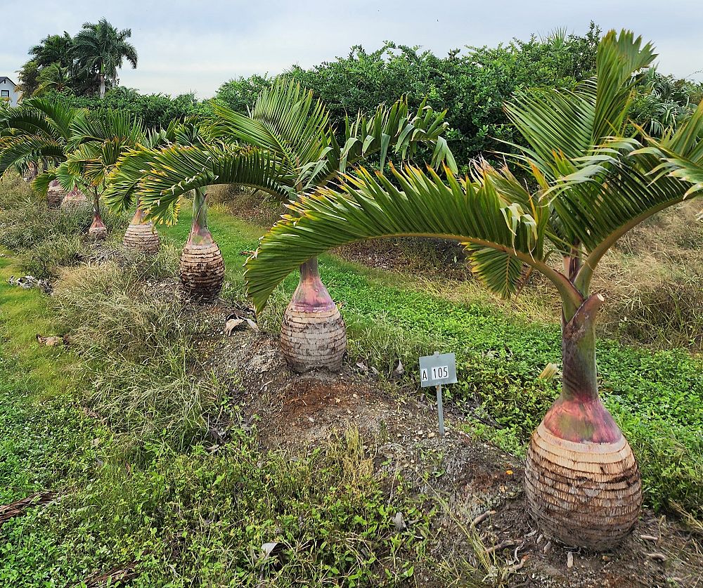 hyophorbe-lagenicaulis-bottle-palm