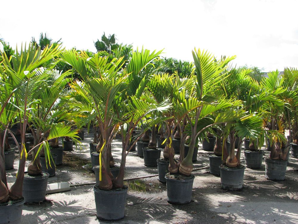 hyophorbe-lagenicaulis-bottle-palm