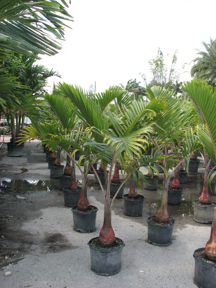 hyophorbe-lagenicaulis-bottle-palm