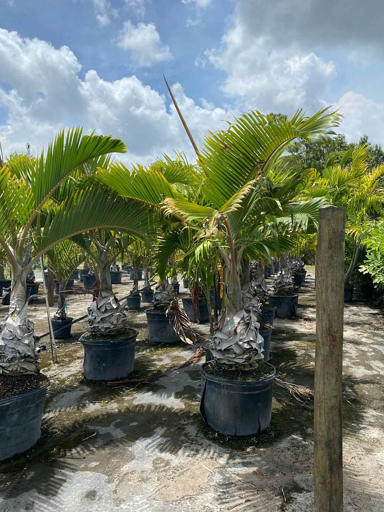 hyophorbe-lagenicaulis-bottle-palm