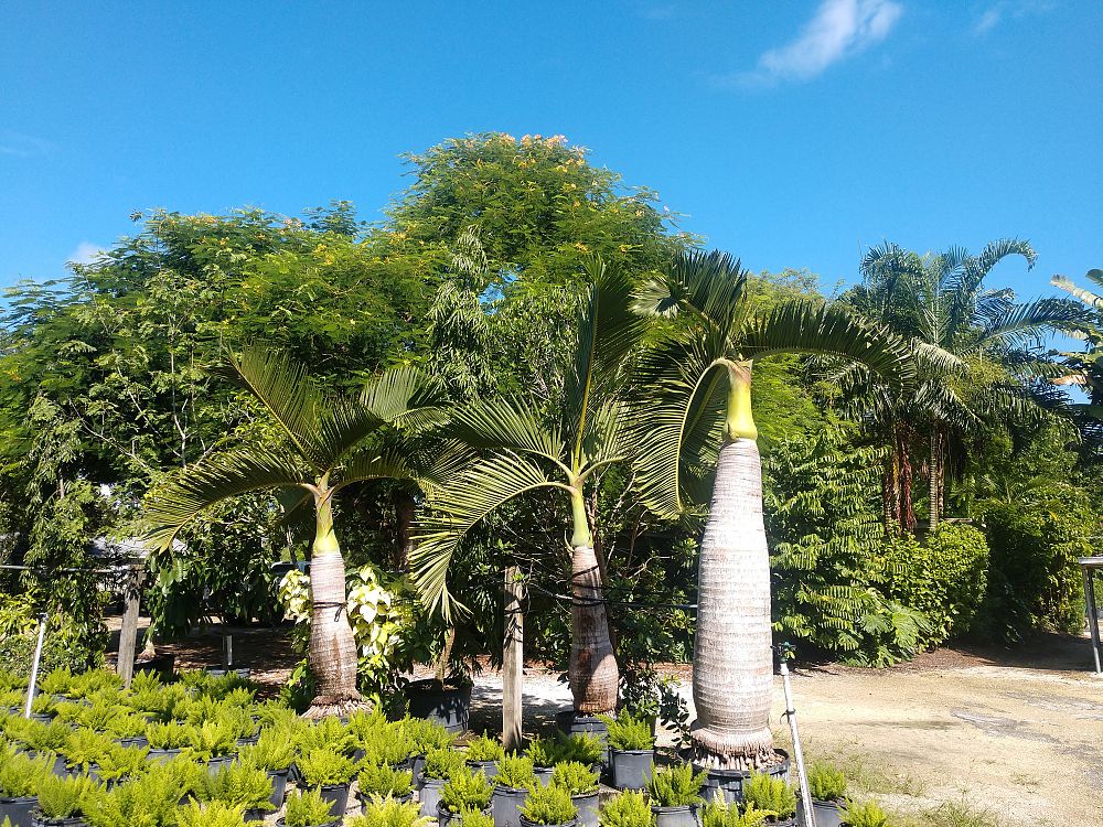 hyophorbe-lagenicaulis-bottle-palm