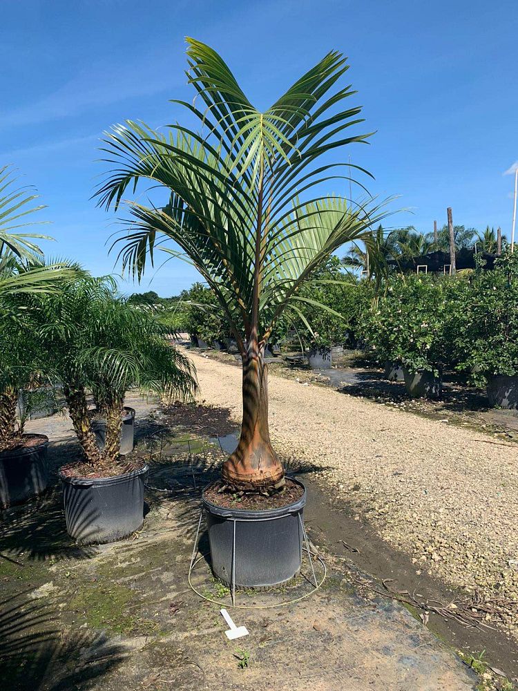 hyophorbe-lagenicaulis-bottle-palm