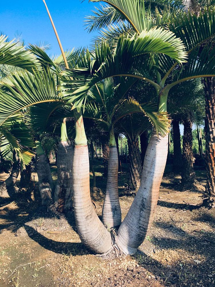 hyophorbe-lagenicaulis-bottle-palm