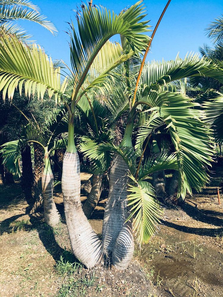hyophorbe-lagenicaulis-bottle-palm