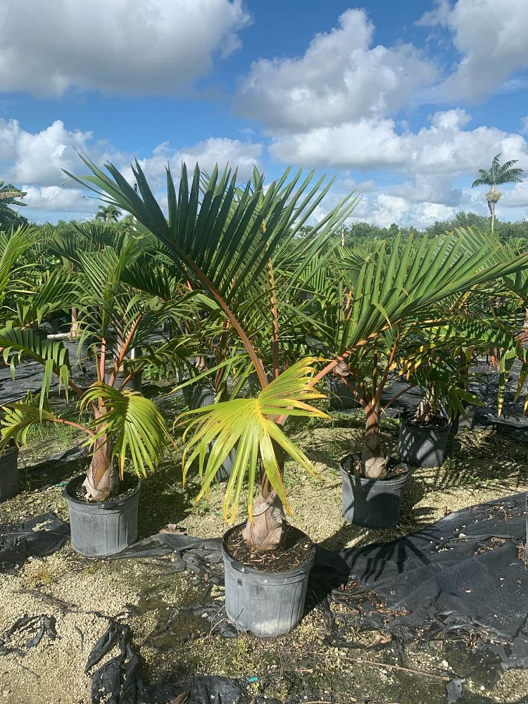 hyophorbe-lagenicaulis-bottle-palm