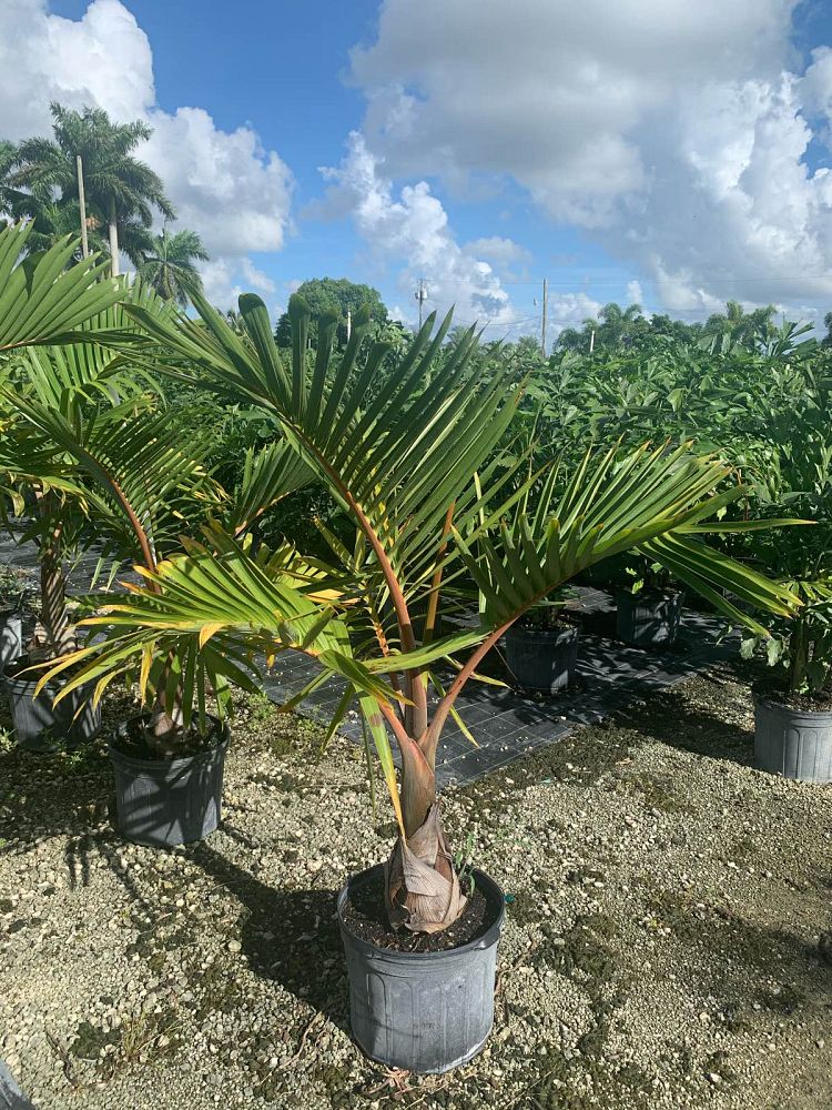 hyophorbe-lagenicaulis-bottle-palm