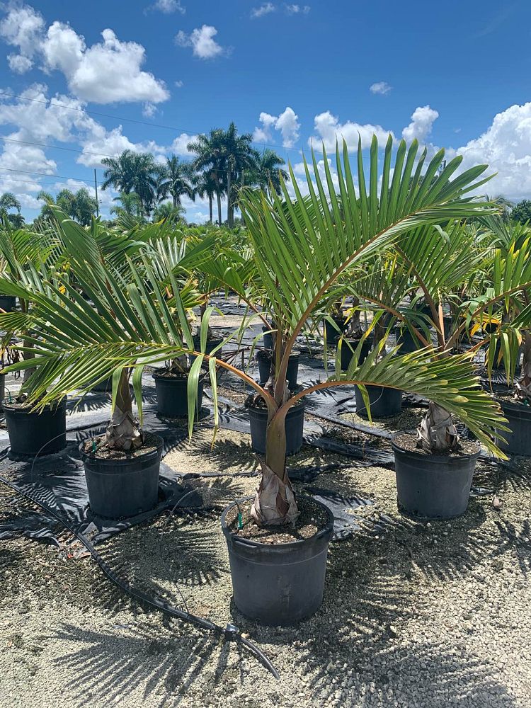 hyophorbe-lagenicaulis-bottle-palm