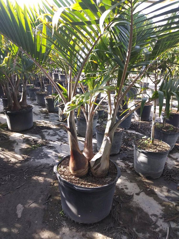 hyophorbe-lagenicaulis-bottle-palm
