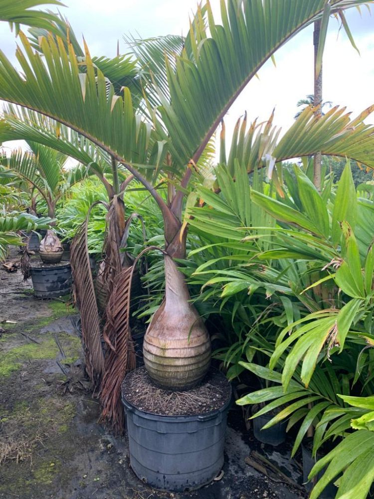 hyophorbe-lagenicaulis-bottle-palm