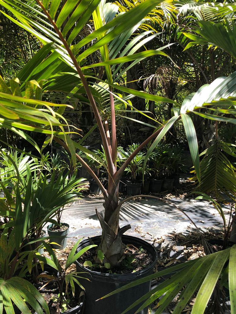 hyophorbe-lagenicaulis-bottle-palm