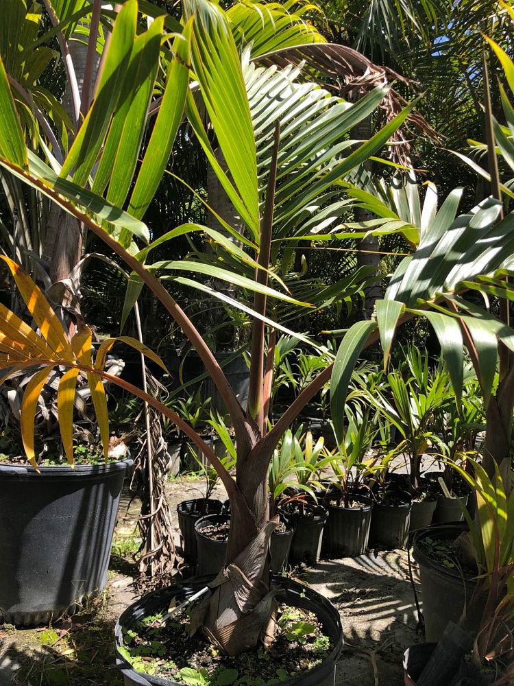 hyophorbe-lagenicaulis-bottle-palm