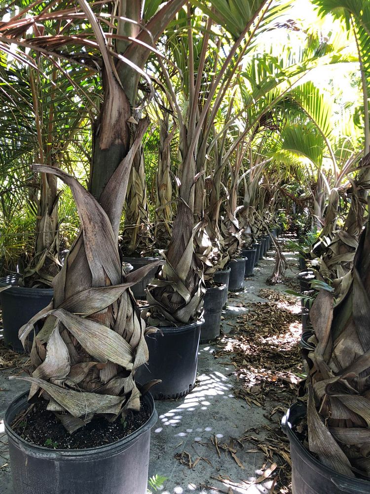 hyophorbe-lagenicaulis-bottle-palm
