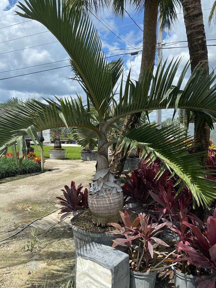 hyophorbe-lagenicaulis-bottle-palm
