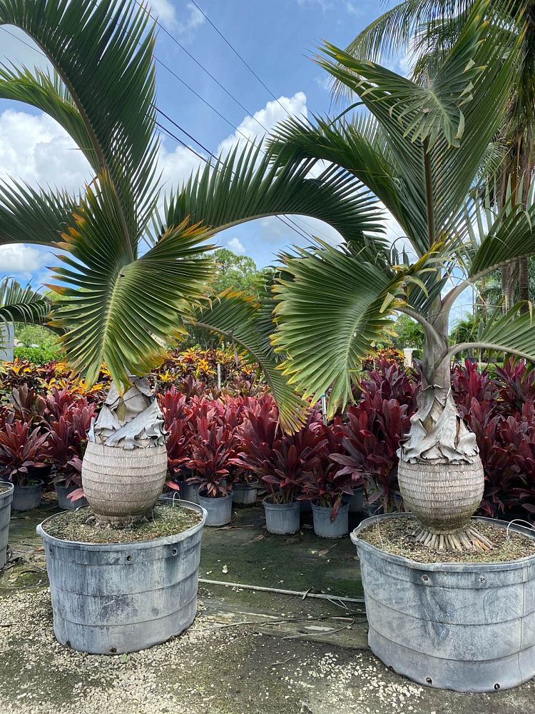 hyophorbe-lagenicaulis-bottle-palm