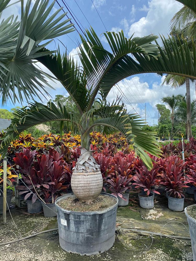 hyophorbe-lagenicaulis-bottle-palm