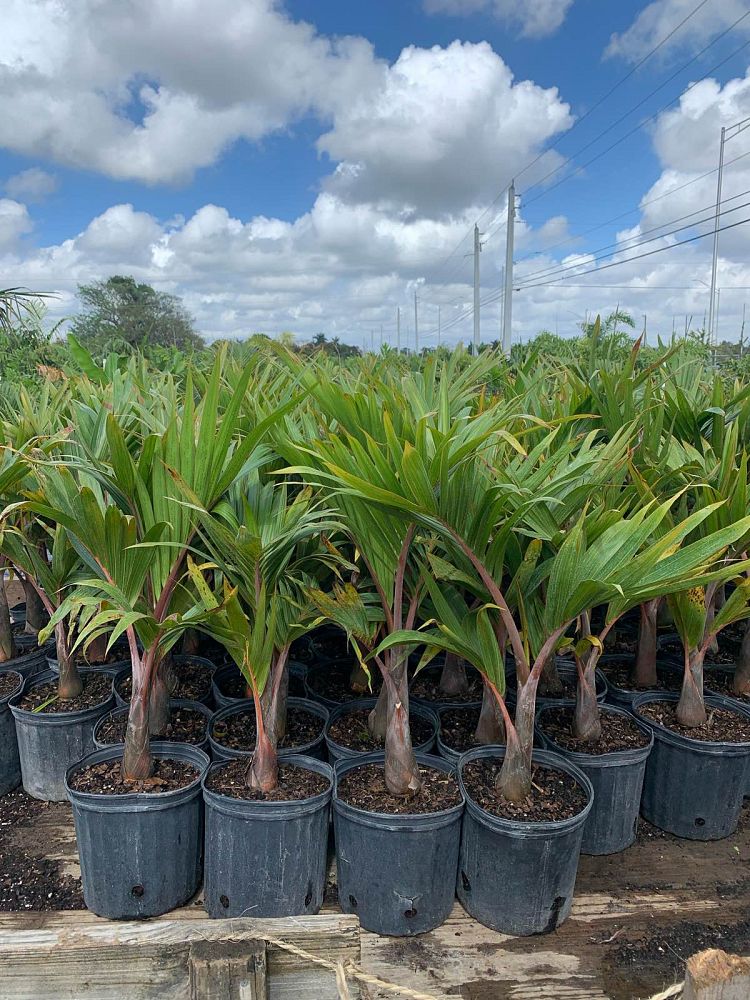 hyophorbe-lagenicaulis-bottle-palm