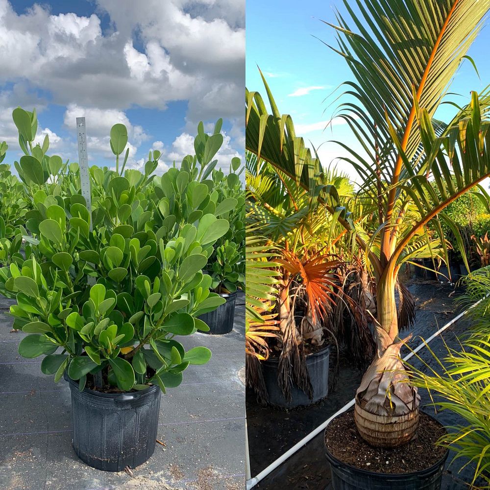 hyophorbe-lagenicaulis-bottle-palm