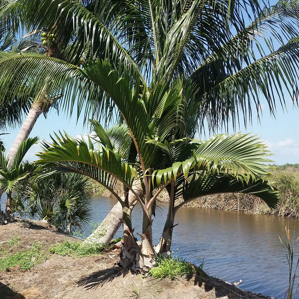 hyophorbe-lagenicaulis-bottle-palm