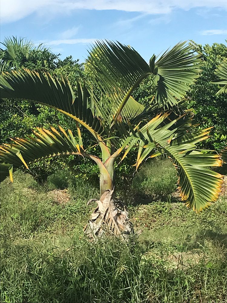 hyophorbe-lagenicaulis-bottle-palm